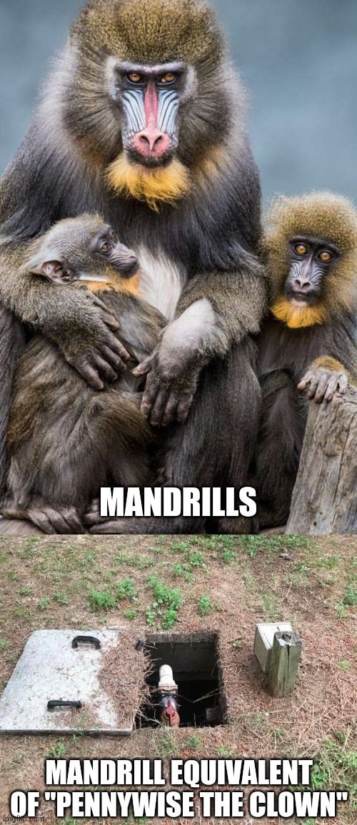 MANDRILLS; MANDRILL EQUIVALENT OF "PENNYWISE THE CLOWN" | image tagged in mandrill monkeys,rafiki from lion king pipe | made w/ Imgflip meme maker