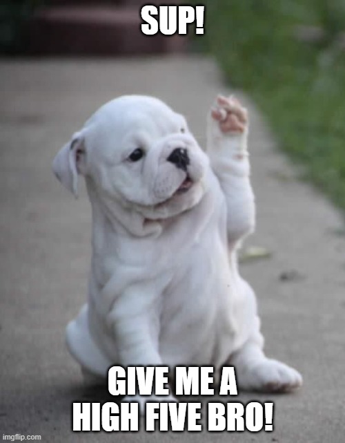 The high five dog | SUP! GIVE ME A HIGH FIVE BRO! | image tagged in puppy high five | made w/ Imgflip meme maker