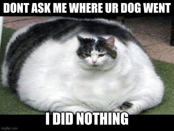 DONT ASK ME WHERE UR DOG WENT I DID NOTHING | made w/ Imgflip meme maker