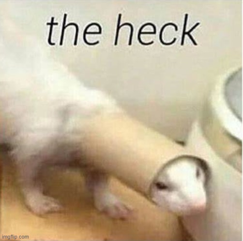 the heck | image tagged in the heck | made w/ Imgflip meme maker