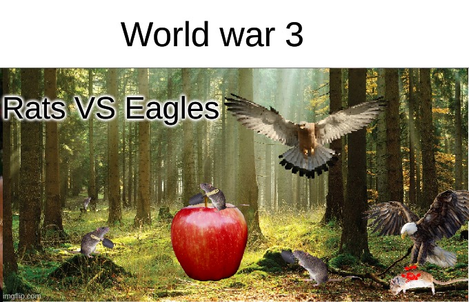 Rats VS Eagles | World war 3; Rats VS Eagles | image tagged in wierd | made w/ Imgflip meme maker