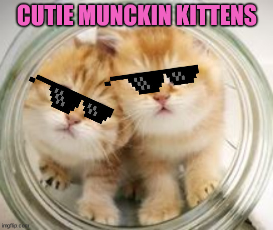 baby cats | CUTIE MUNCKIN KITTENS | image tagged in kittens | made w/ Imgflip meme maker