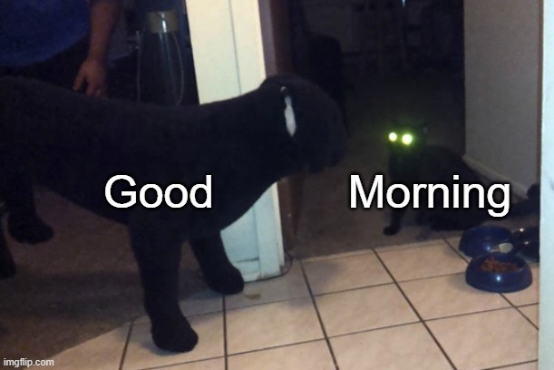 Cat looking at fake dog | Good; Morning | image tagged in cat looking at fake dog | made w/ Imgflip meme maker