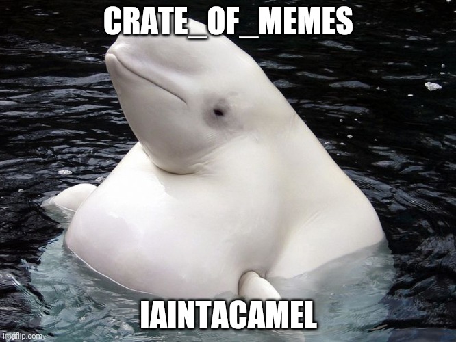 More deleted users | CRATE_OF_MEMES; IAINTACAMEL | image tagged in fat whale | made w/ Imgflip meme maker