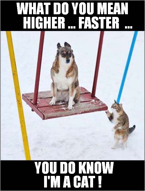 Cat Confusion | WHAT DO YOU MEAN; HIGHER ... FASTER  ... YOU DO KNOW; I'M A CAT ! | image tagged in cats,dogs,swing | made w/ Imgflip meme maker