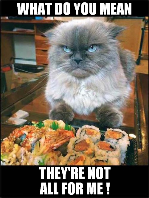 Hangry Cat ! | WHAT DO YOU MEAN; THEY'RE NOT ALL FOR ME ! | image tagged in cat,sushi,hangry | made w/ Imgflip meme maker