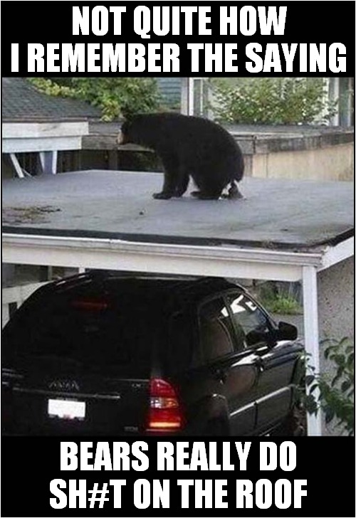 You Know What They Say About Bears ! | NOT QUITE HOW I REMEMBER THE SAYING; SH#T ON THE ROOF; BEARS REALLY DO | image tagged in bears,sayings | made w/ Imgflip meme maker