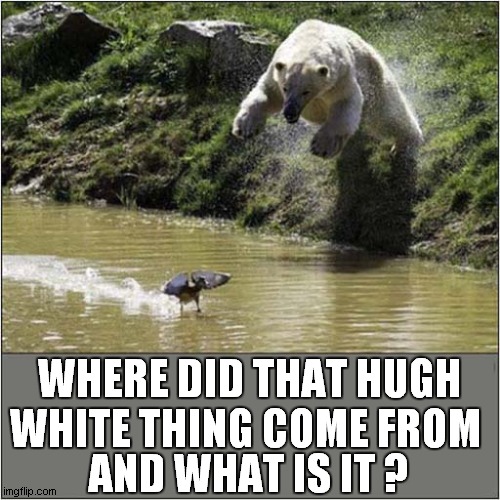 Fly Goose, Fly ! | WHERE DID THAT HUGH WHITE THING COME FROM; AND WHAT IS IT ? | image tagged in goose,polar bear | made w/ Imgflip meme maker