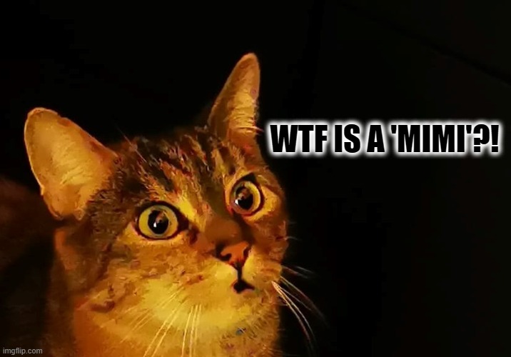 Putain | WTF IS A 'MIMI'?! | image tagged in cats,wtf,memes,funny memes,what,say what | made w/ Imgflip meme maker