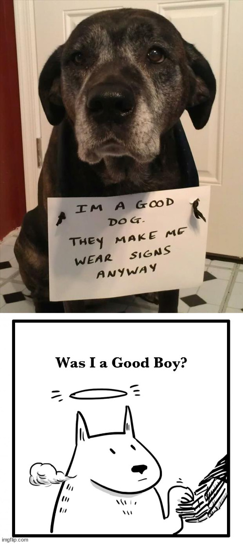 image tagged in was i a good boy,dogs | made w/ Imgflip meme maker