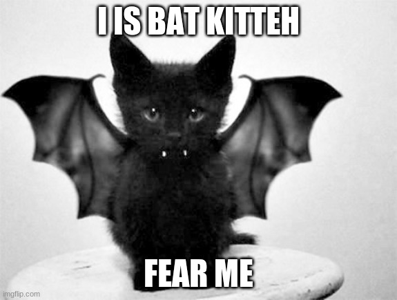 bat kitteh | I IS BAT KITTEH; FEAR ME | image tagged in bat kitteh | made w/ Imgflip meme maker