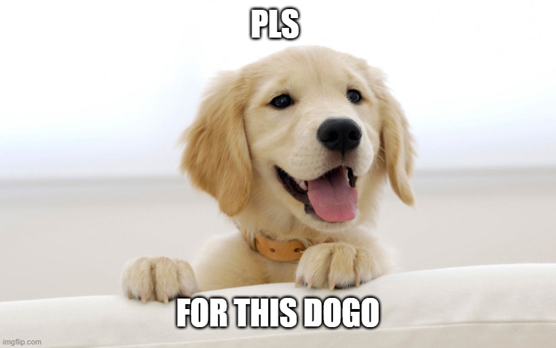 Cute dog idiot | PLS FOR THIS DOGO | image tagged in cute dog idiot | made w/ Imgflip meme maker