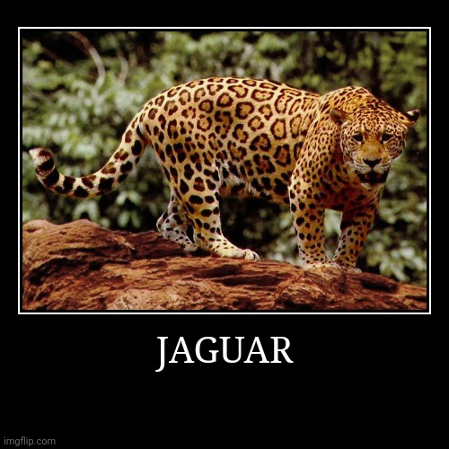 Jaguar | image tagged in demotivationals,jaguar | made w/ Imgflip demotivational maker