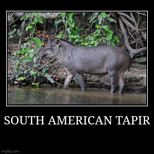 South American Tapir | image tagged in demotivationals,tapir | made w/ Imgflip demotivational maker