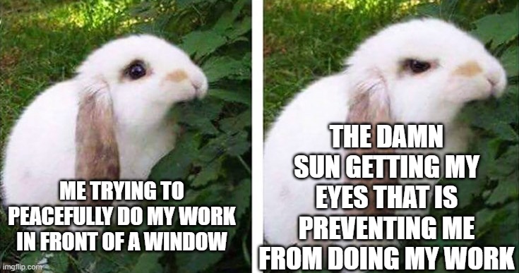 so damn annoying | THE DAMN SUN GETTING MY EYES THAT IS PREVENTING ME FROM DOING MY WORK; ME TRYING TO PEACEFULLY DO MY WORK IN FRONT OF A WINDOW | image tagged in angry bunny | made w/ Imgflip meme maker