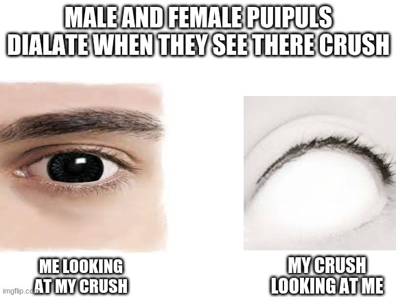 Blank White Template | MALE AND FEMALE PUIPULS DIALATE WHEN THEY SEE THERE CRUSH; MY CRUSH LOOKING AT ME; ME LOOKING AT MY CRUSH | image tagged in blank white template | made w/ Imgflip meme maker