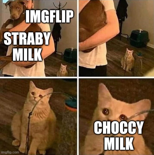 Ignored cat | IMGFLIP; STRABY MILK; CHOCCY MILK | image tagged in ignored cat | made w/ Imgflip meme maker