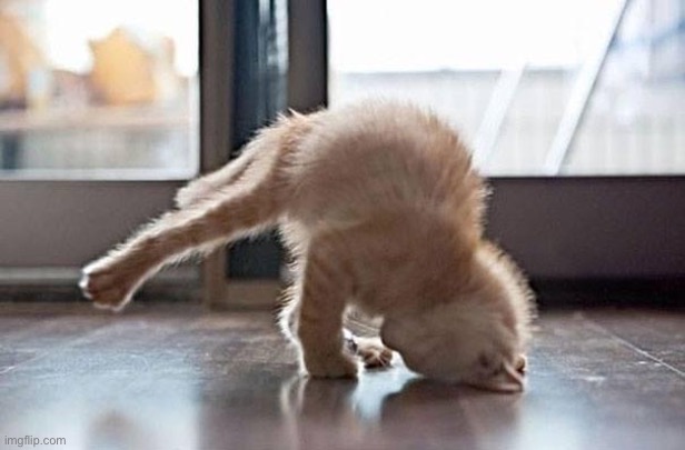 Aww | image tagged in yoga kitty | made w/ Imgflip meme maker