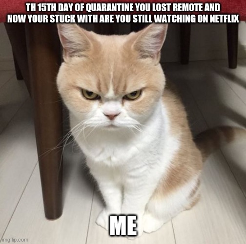 Mad cat | TH 15TH DAY OF QUARANTINE YOU LOST REMOTE AND NOW YOUR STUCK WITH ARE YOU STILL WATCHING ON NETFLIX; ME | image tagged in mad cat | made w/ Imgflip meme maker