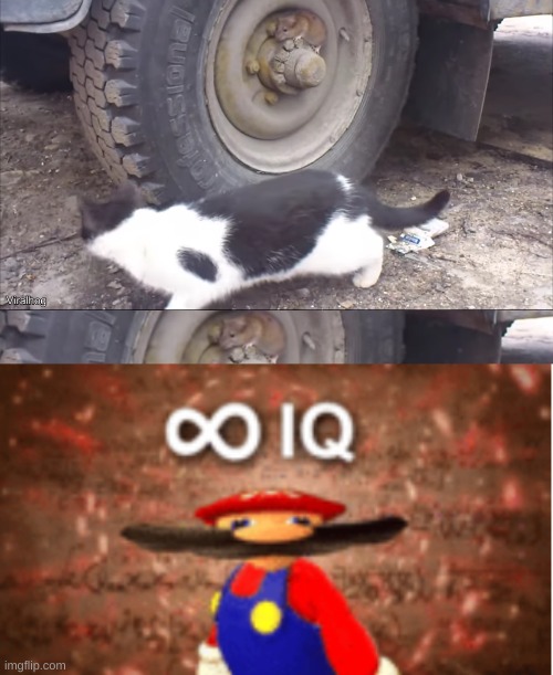 image tagged in infinite iq,cat,mouse | made w/ Imgflip meme maker