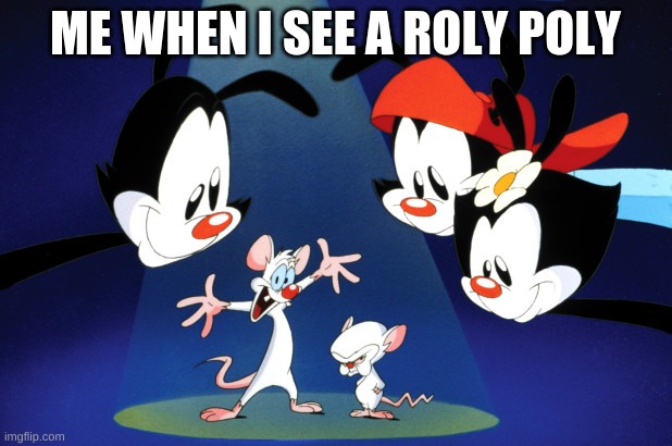 Pinky and the Brain Animaniacs | ME WHEN I SEE A ROLY POLY | image tagged in pinky and the brain animaniacs | made w/ Imgflip meme maker