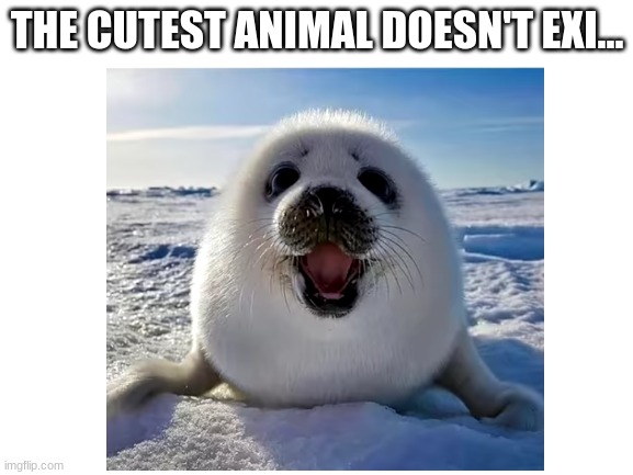 If someone does not agree with me you are karen | THE CUTEST ANIMAL DOESN'T EXI... | image tagged in cute animals,memes,true | made w/ Imgflip meme maker