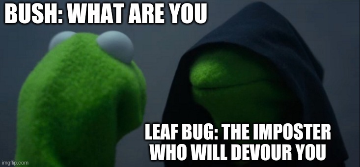 Evil Kermit Meme | BUSH: WHAT ARE YOU; LEAF BUG: THE IMPOSTER WHO WILL DEVOUR YOU | image tagged in memes,evil kermit | made w/ Imgflip meme maker