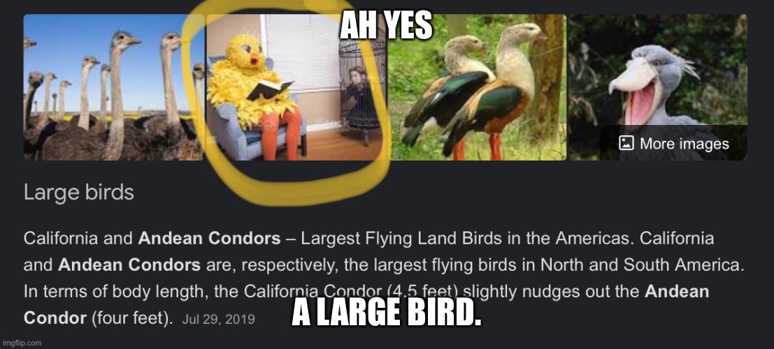 Yes | AH YES; A LARGE BIRD. | image tagged in funny | made w/ Imgflip meme maker