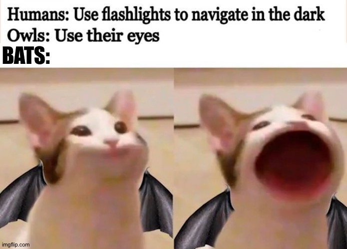 Lol | BATS: | image tagged in no one bats an eye | made w/ Imgflip meme maker