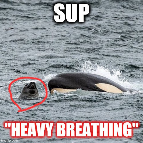 Killer whale | SUP; "HEAVY BREATHING" | image tagged in killer whale | made w/ Imgflip meme maker