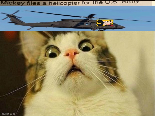 Scared Cat Meme | image tagged in memes,scared cat | made w/ Imgflip meme maker