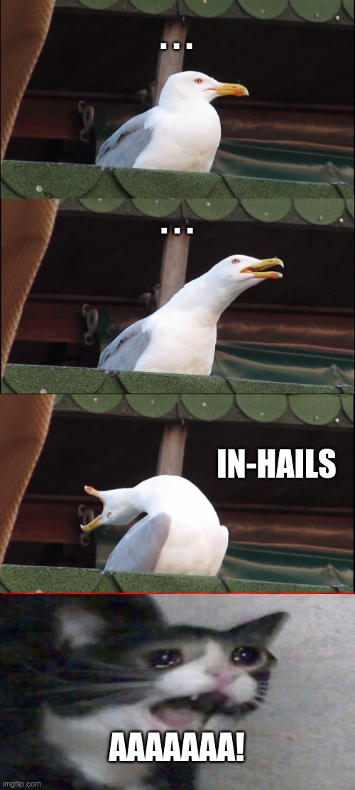 PAIN | . . . . . . IN-HAILS; AAAAAAA! | image tagged in memes,inhaling seagull | made w/ Imgflip meme maker