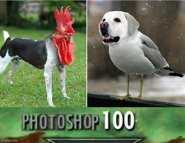 Dog and bird photoshopped | image tagged in photoshop 100,photoshop,bird,dogs,dog,memes | made w/ Imgflip meme maker