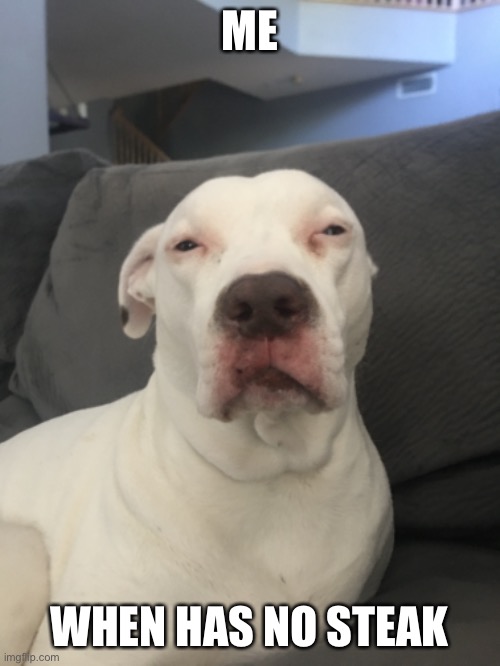 steak | ME; WHEN HAS NO STEAK | image tagged in memes,dogs | made w/ Imgflip meme maker