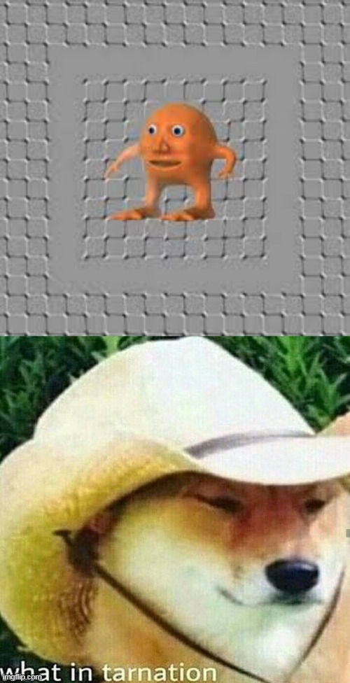 what | image tagged in what in tarnation dog,memes | made w/ Imgflip meme maker