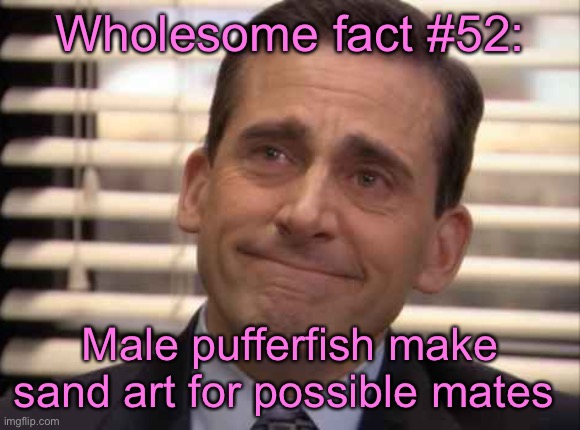 wholesome | Wholesome fact #52:; Male pufferfish make sand art for possible mates | image tagged in wholesome | made w/ Imgflip meme maker