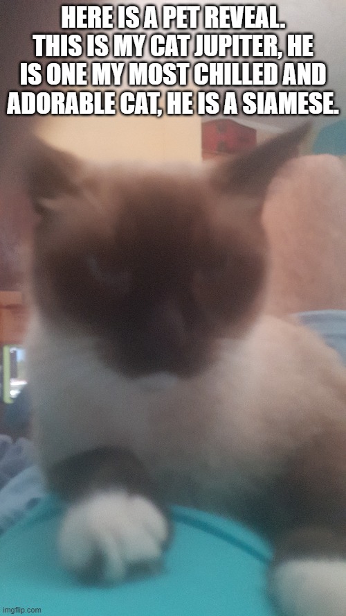 sorry that its blurry, i've took this picture weeks ago and I have planned to show you guys but I forgotten. | HERE IS A PET REVEAL. THIS IS MY CAT JUPITER, HE IS ONE MY MOST CHILLED AND ADORABLE CAT, HE IS A SIAMESE. | made w/ Imgflip meme maker