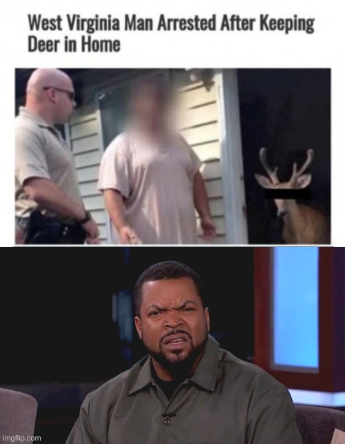 image tagged in really ice cube | made w/ Imgflip meme maker