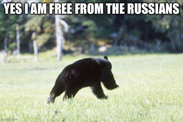 Running Bear | YES I AM FREE FROM THE RUSSIANS | image tagged in running bear | made w/ Imgflip meme maker