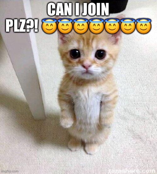 Cute Cat Meme | CAN I JOIN PLZ?! 😇😇😇😇😇😇😇 | image tagged in memes,cute cat | made w/ Imgflip meme maker