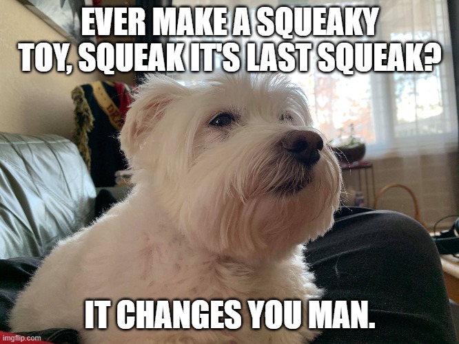 Squeaky Toy War Veteran | EVER MAKE A SQUEAKY TOY, SQUEAK IT'S LAST SQUEAK? IT CHANGES YOU MAN. | image tagged in white dog,squeaky,toy | made w/ Imgflip meme maker