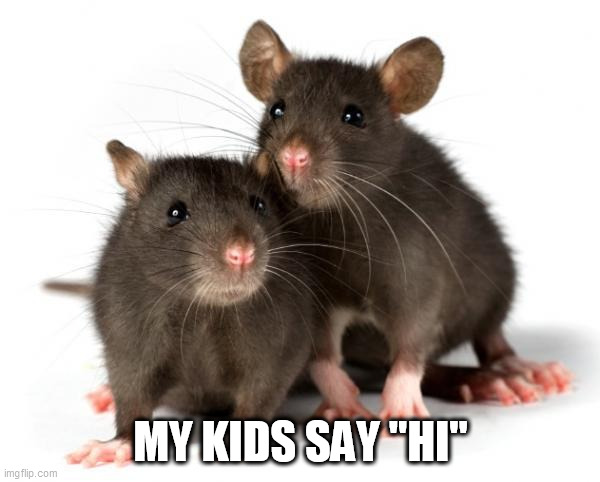 Rats | MY KIDS SAY "HI" | image tagged in rats | made w/ Imgflip meme maker