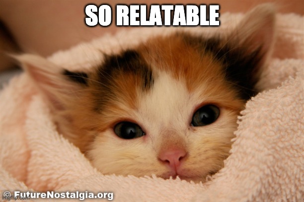 who new kittens could be so relatable | SO RELATABLE | image tagged in who new kittens could be so relatable | made w/ Imgflip meme maker