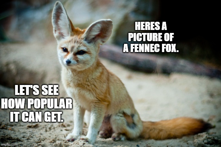 Lets see... | HERES A PICTURE OF A FENNEC FOX. LET'S SEE HOW POPULAR IT CAN GET. | image tagged in fennec fox | made w/ Imgflip meme maker