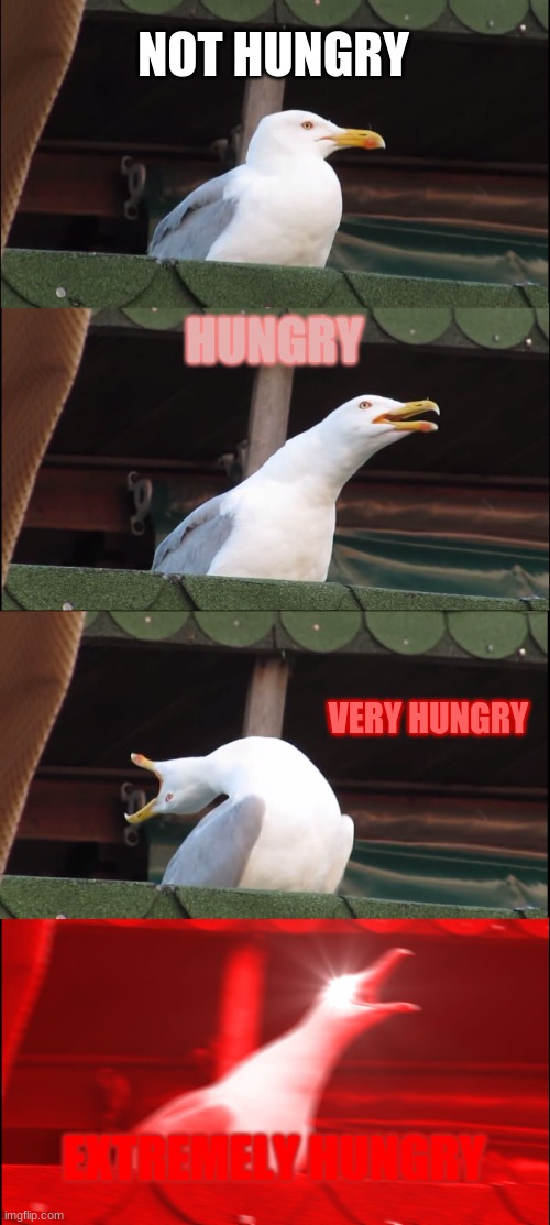 Inhaling Seagull | NOT HUNGRY; HUNGRY; VERY HUNGRY; EXTREMELY HUNGRY | image tagged in memes,inhaling seagull | made w/ Imgflip meme maker