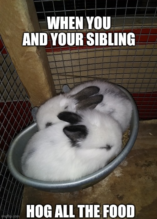 THEY FEEL ASLEEP IN THE FOOD DISH | WHEN YOU AND YOUR SIBLING; HOG ALL THE FOOD | image tagged in bunny,bunnies,rabbits,babies | made w/ Imgflip meme maker