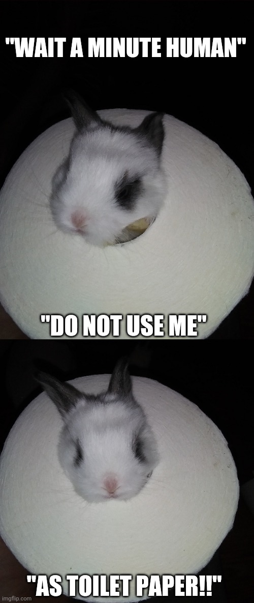 SHE CRAWLED THOUGH A ROLL OF TOILET PAPER | "WAIT A MINUTE HUMAN"; "DO NOT USE ME"; "AS TOILET PAPER!!" | image tagged in bunny,bunnies,rabbit | made w/ Imgflip meme maker