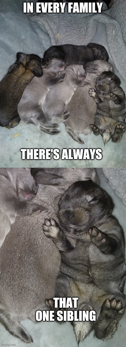 LIKES SLEEPING ON HIS BACK | IN EVERY FAMILY; THERE'S ALWAYS; THAT ONE SIBLING | image tagged in bunny,bunnies,babies,rabbits | made w/ Imgflip meme maker