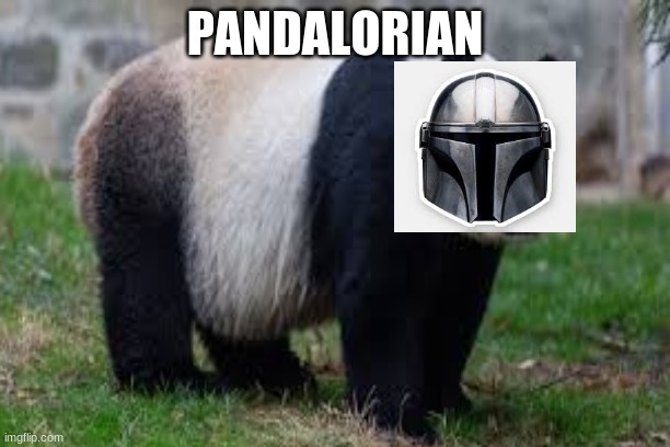 Pandalorian | PANDALORIAN | image tagged in panda,mandalorian | made w/ Imgflip meme maker