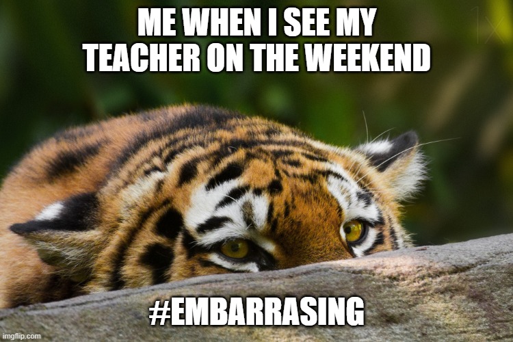 Hidden Tiger | ME WHEN I SEE MY TEACHER ON THE WEEKEND; #EMBARRASING | image tagged in hidden tiger | made w/ Imgflip meme maker